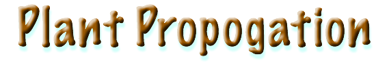 Plant Propogation